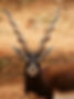 512px-Black_Buck_edited.jpg