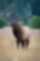 a383dbdc-dbd1-46f6-aeff-fa933ca592b4-FTC_0914_JA_ELK-BUGLING_03.webp