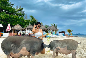 Pig Island 