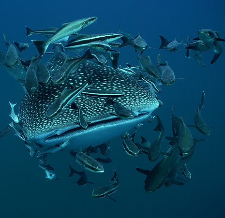requin-baleine