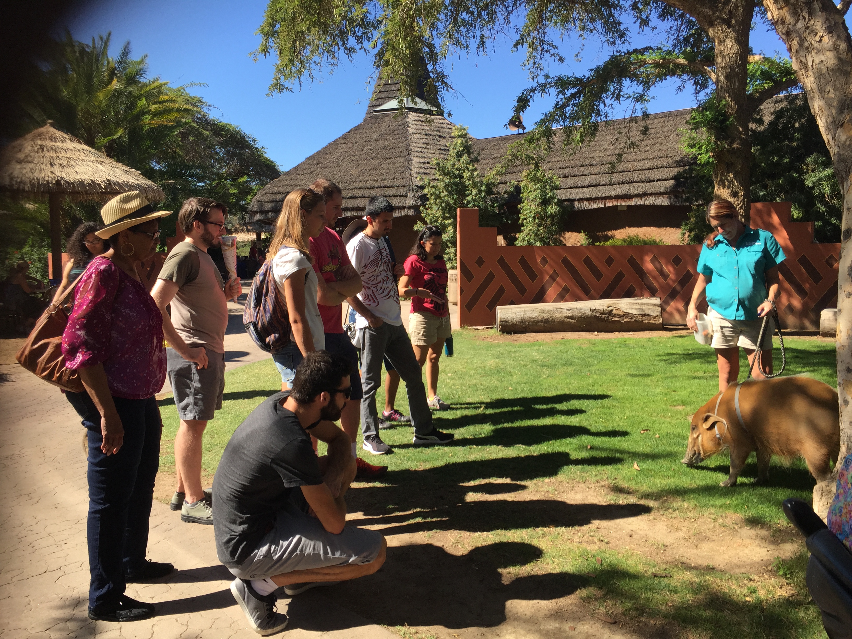 Encalada Lab vs. Red River Hog