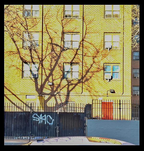 _9599_(tree shadow, yellow) (Stanton St)_Feb 23, 2025_PNG_.png