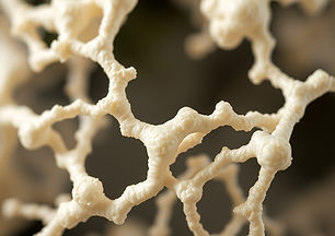 a photo of collagen.jpg