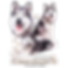 Alaskan Malamute