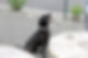 Nala the hero dog