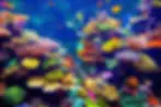 coral-reef-tropical-fish-sunlight-600nw-243413140.webp