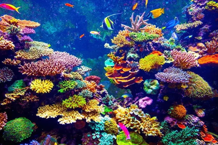 coral-reef-tropical-fish-sunlight-600nw-243413140.webp