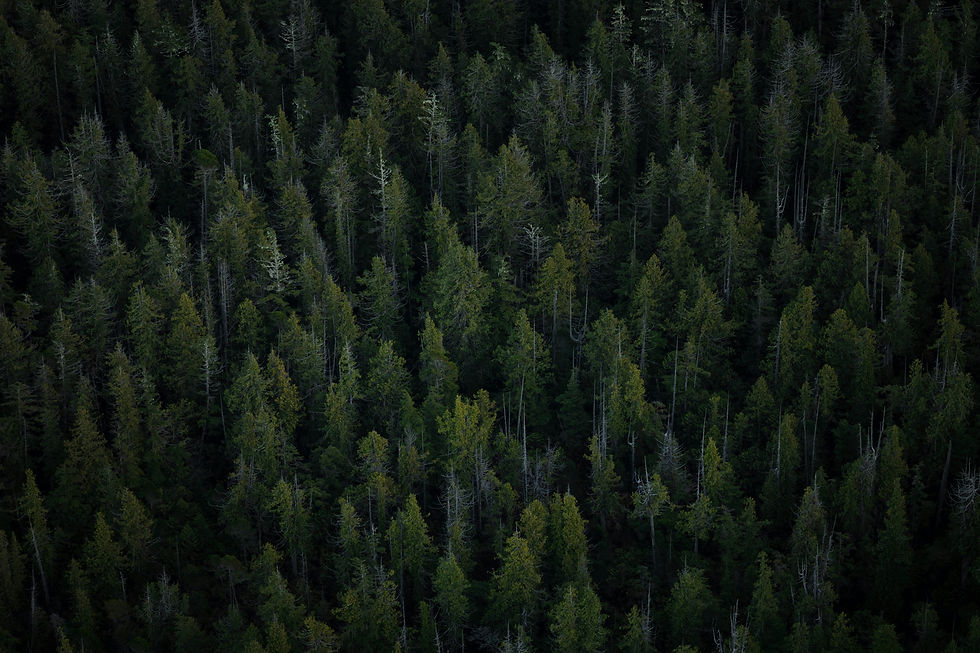 shayd-johnson-3SYi9YfTXdU-unsplash.jpg