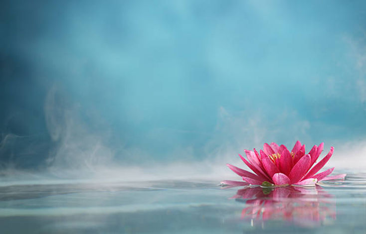 Zen Lotus.jpg