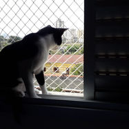 redes de proteção para janelas gatos bh
