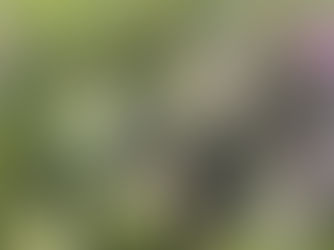 Drawing of teasels and Rosebay Willowherb Fireweed by artist Rebecca Vincent mixed-media