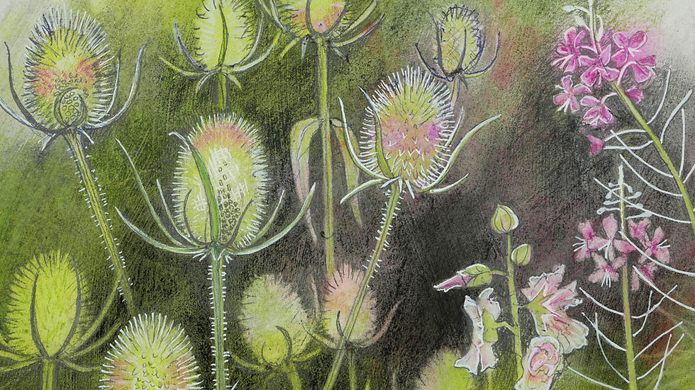 Drawing of teasels and Rosebay Willowherb Fireweed by artist Rebecca Vincent mixed-media