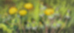 Rebecca Vincent Spring's Bright Promise (Dandelions) mixed media drawing yellow green