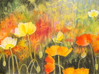 Rebecca Vincent drawing of Iceland Poppies orange red yellow white garden pastel ink