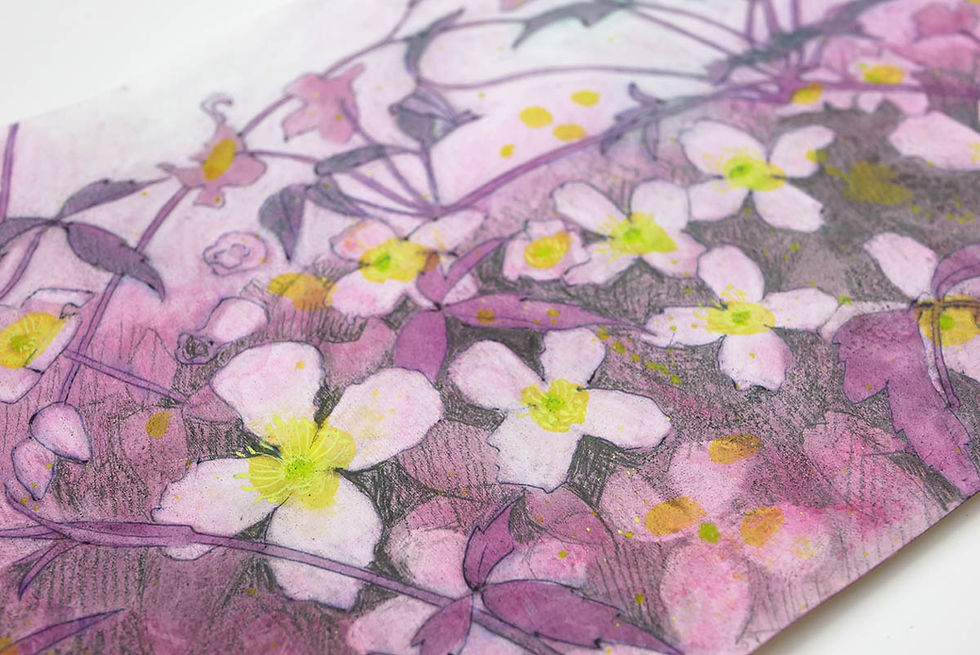 Clematis Montana drawing by Rebecca Vincent