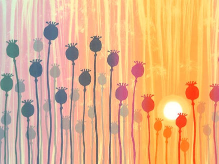 Seedheads: in a new light