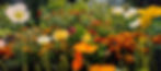 Photo fo Iceland Poppies red yellow orange white