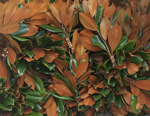 magnoliabanner.jpg