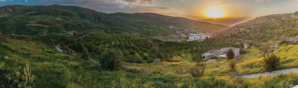 Taybeh Organic Farms panorama