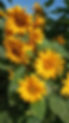 IMG-20200611-WA0011.jpeg