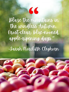 Scribbles Q4 Quote Page.jpg