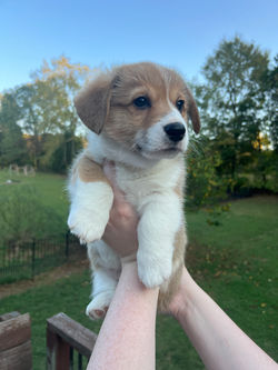 Enzo