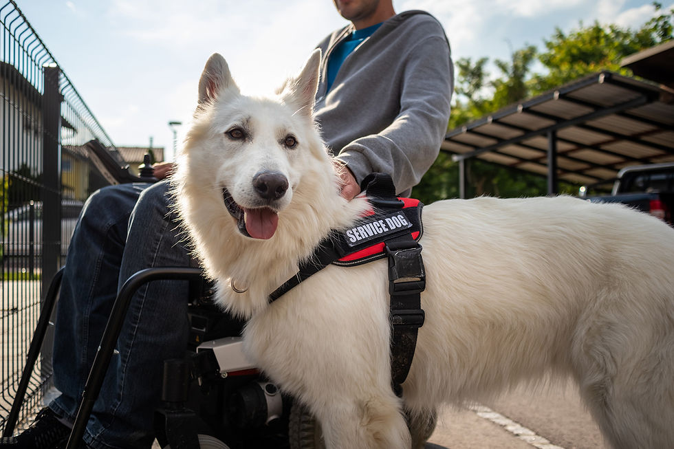 UNDERSTANDING EMOTIONAL SUPPORT ANIMALS