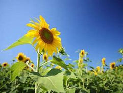 文教サービス　夏季一斉休暇のお知らせ