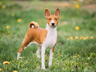 A dog breed that can’t bark