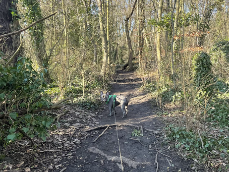 Adventures with Vinnie!