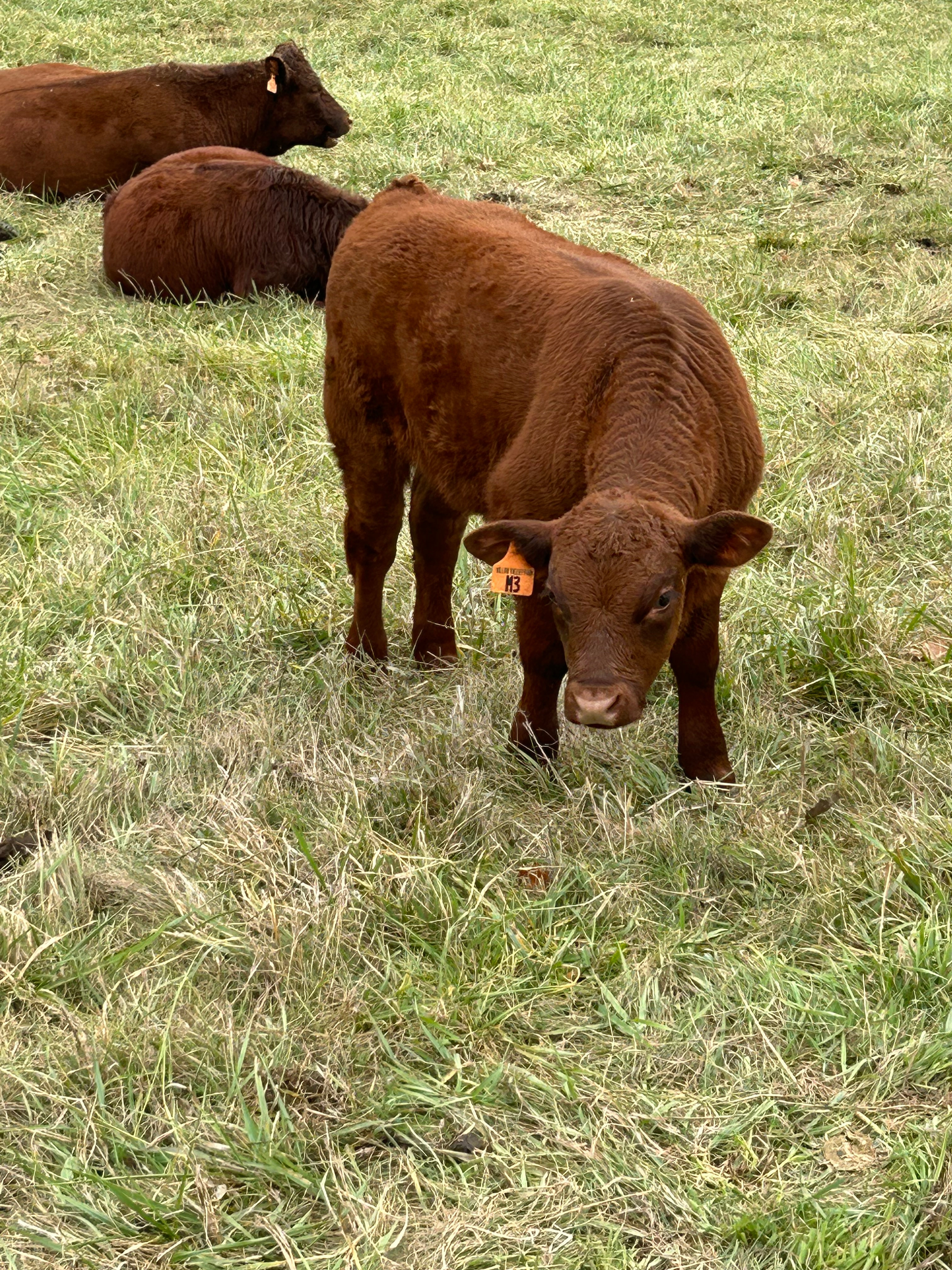 Willow Valley Bradley M3 (Bull)