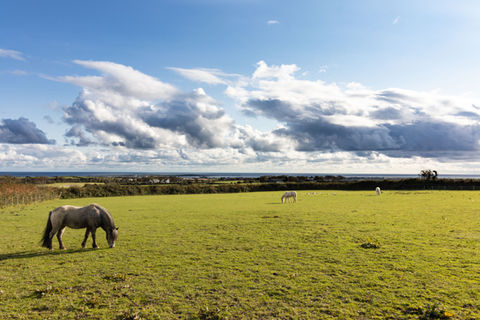 Horse on field