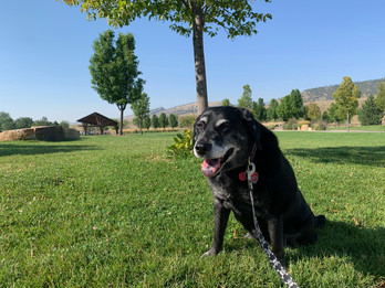 IMG_0177.jpeg