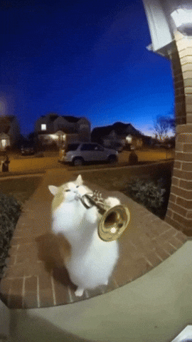 Cat Ai GIF.gif