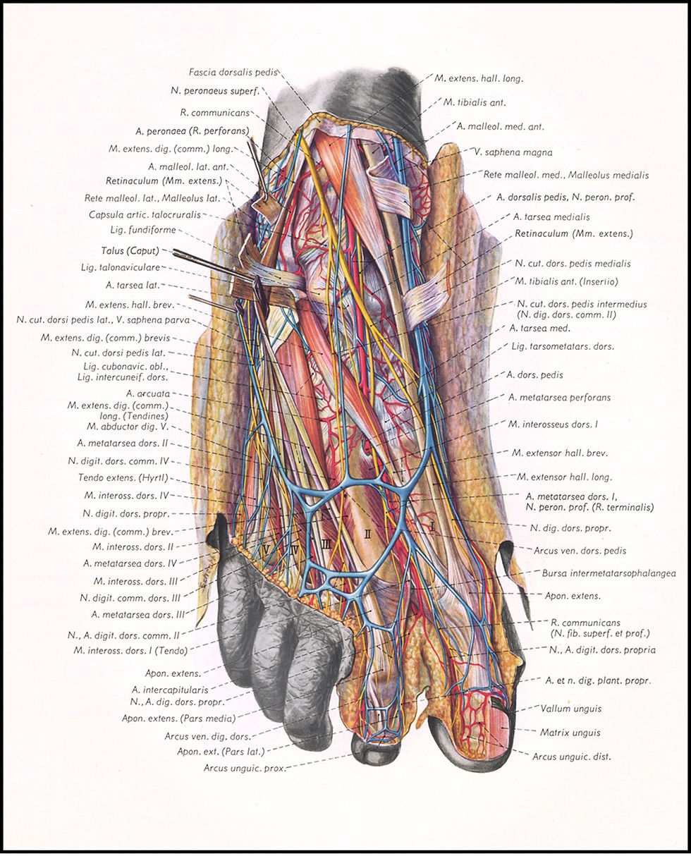 An illustrated anatomical image of a foot