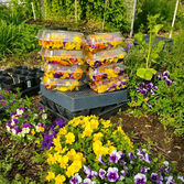 Edible Flowers.jpeg