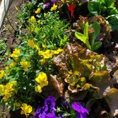 Garden Bed.jpeg
