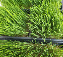 Wheatgrass.jpeg