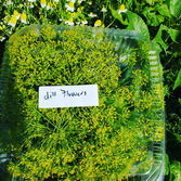 dill flwrs.jpeg