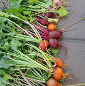 beets1.jpeg