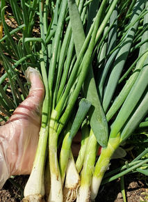 onions green.jpeg