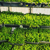 sunflower greens.jpeg