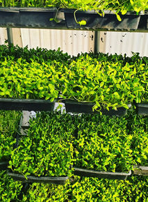 sunflower greens.jpeg