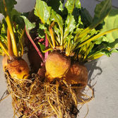 Beets.jpeg