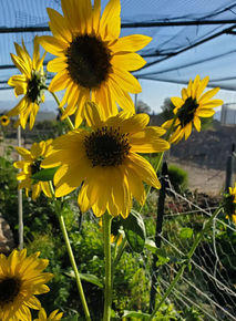 sunflowers.jpeg