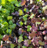 Radish greens.jpeg