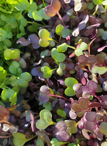 Radish greens.jpeg