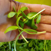 sunflower greens1.jpeg