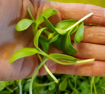 sunflower greens1.jpeg