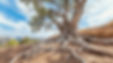 ancient-tree-roots-stockcake.jpg